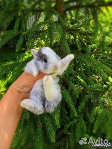 Где Можно Купить Маленького Кролика