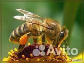 Пчела Алтайская на высадку купить на Зозу.ру - фотография № 1