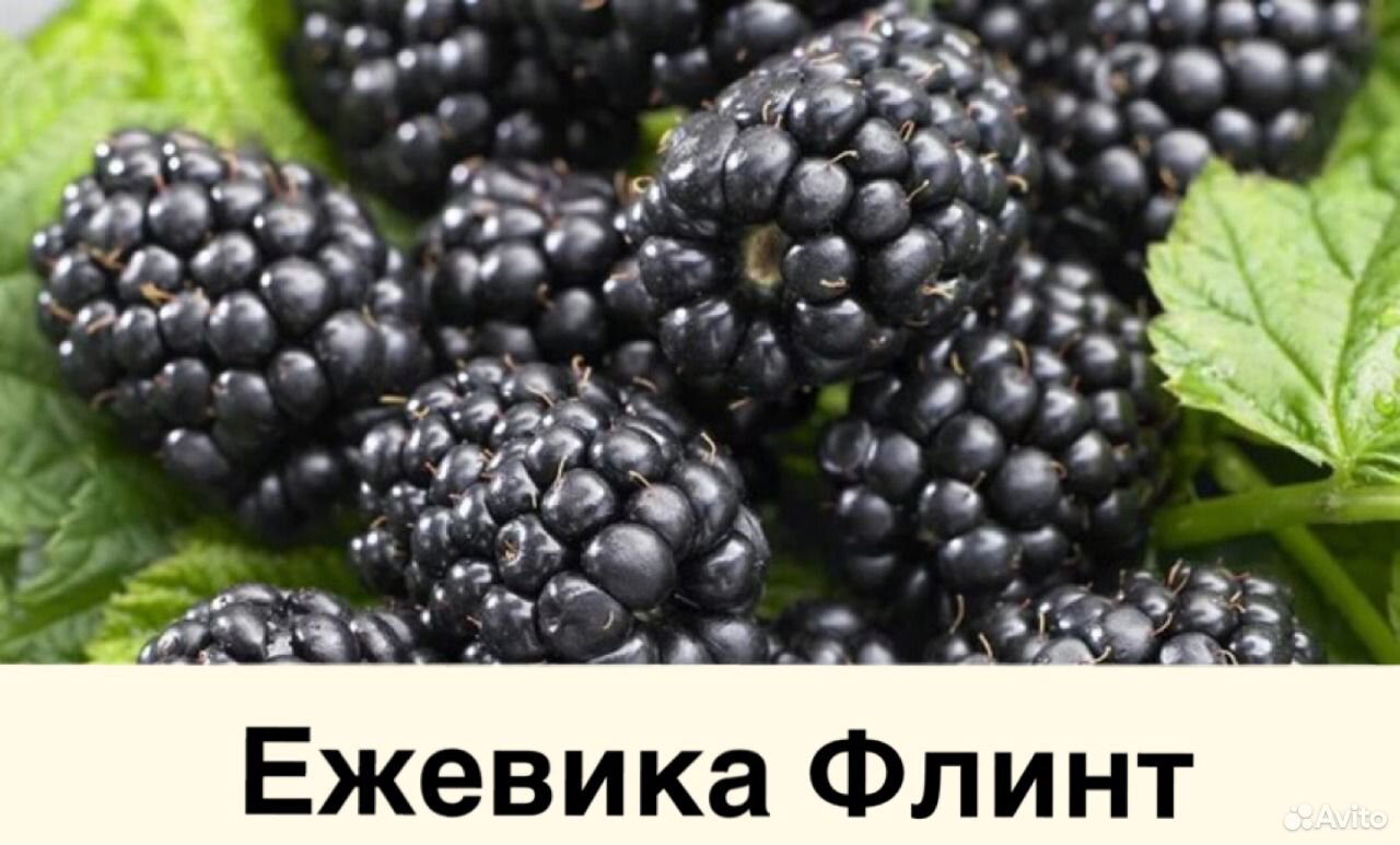 Саженцы и декоративные растения, качественный поса купить на Зозу.ру - фотография № 4