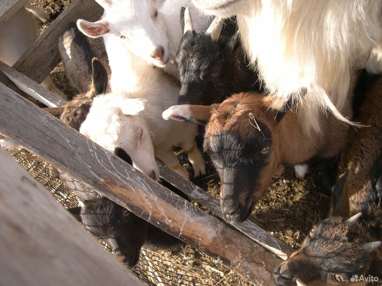 Козлята на племя, козочки и дойные козы купить на Зозу.ру - фотография № 5