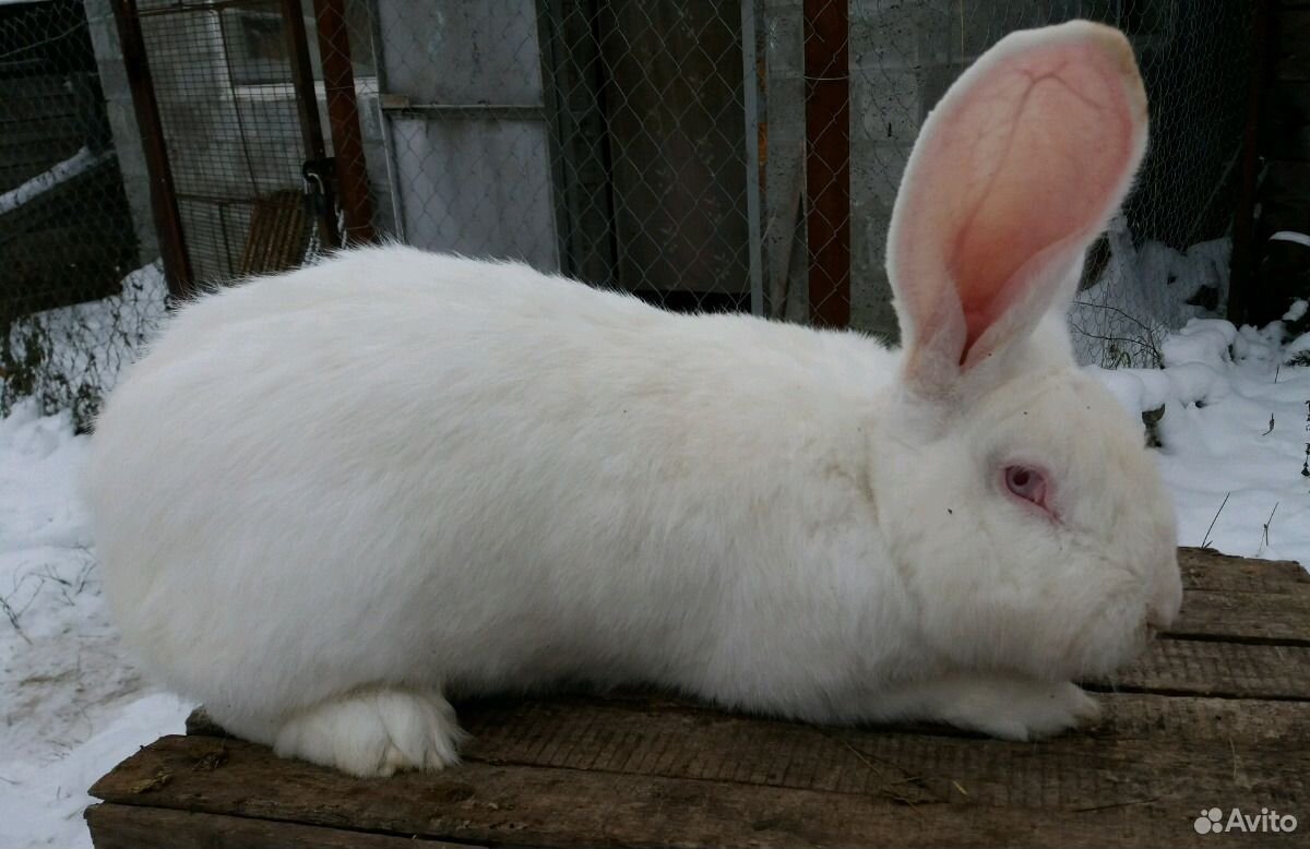 Купить кроликов ростов. Белый великан. Авито кролики. Кролики в Белгородской области. Кролики великаны на авито.