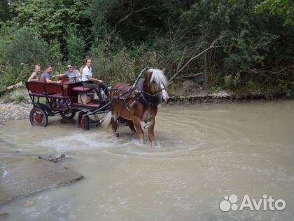 Лошадь, экипаж, карета купить на Зозу.ру - фотография № 3
