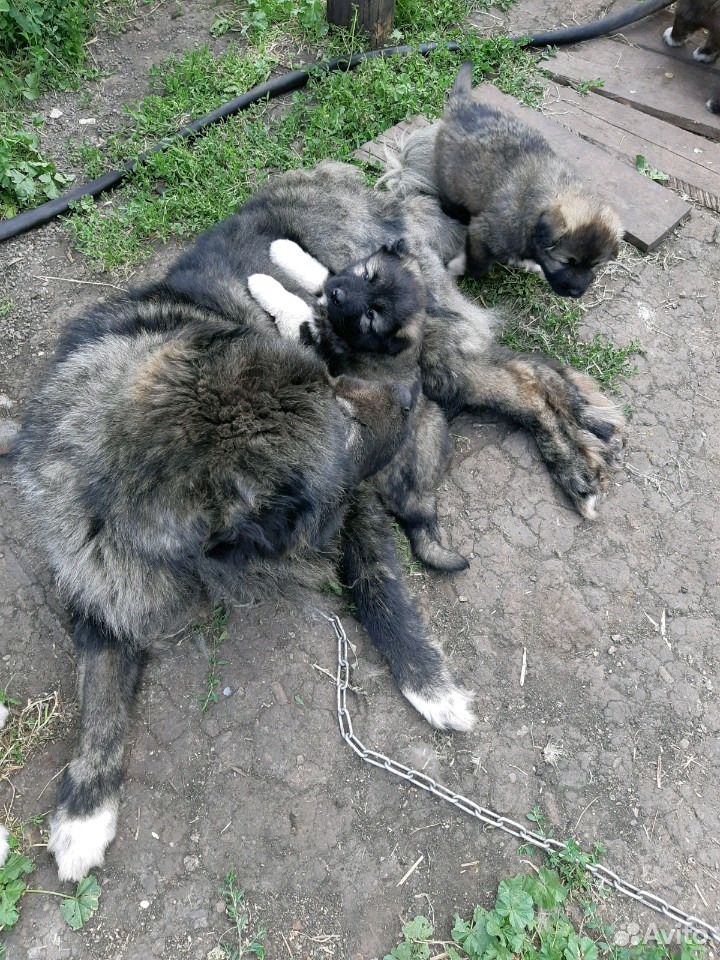 Щенки кавказской овчарки купить на Зозу.ру - фотография № 2