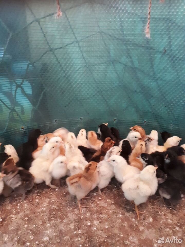 Продам цыплят,вылуп 5 июня купить на Зозу.ру - фотография № 3