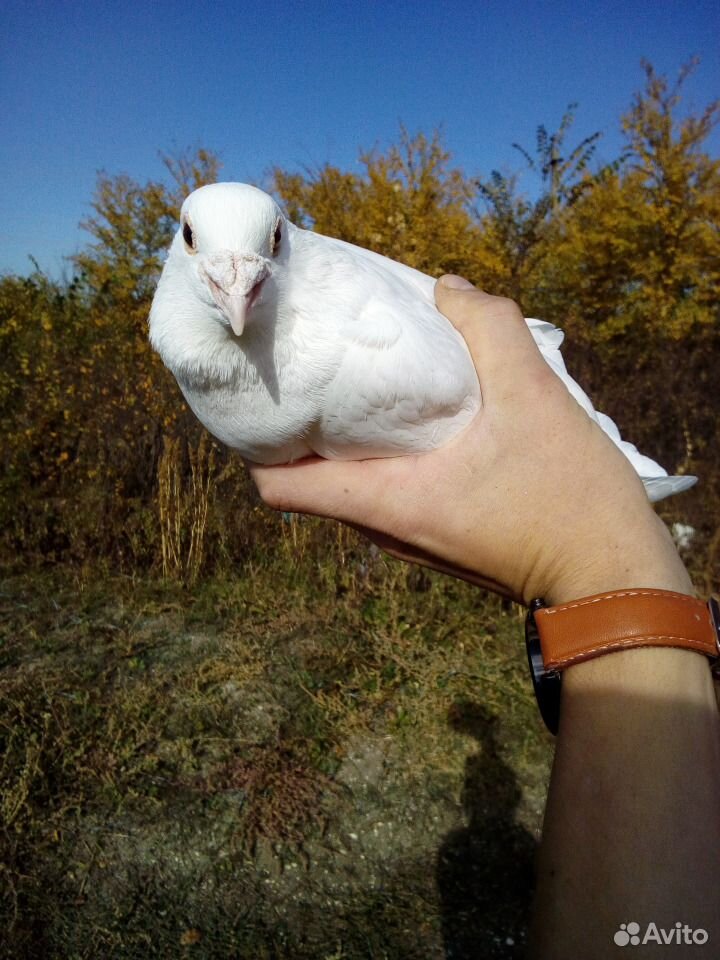 Почтовые голуби купить на Зозу.ру - фотография № 1