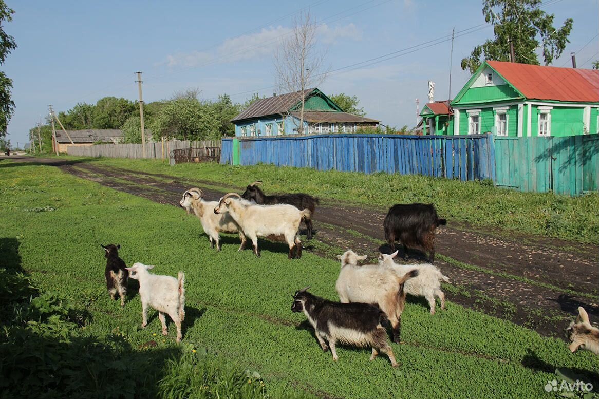 Малое хозяйства. Хозяйство в деревне. Козы в деревне. Домашнее хозяйство в деревне. Козы и коровы в деревне.