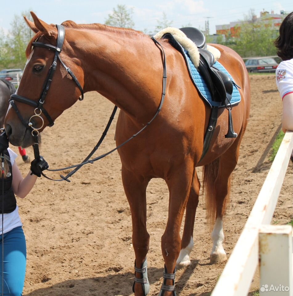 Конкурная лошадь купить на Зозу.ру - фотография № 2
