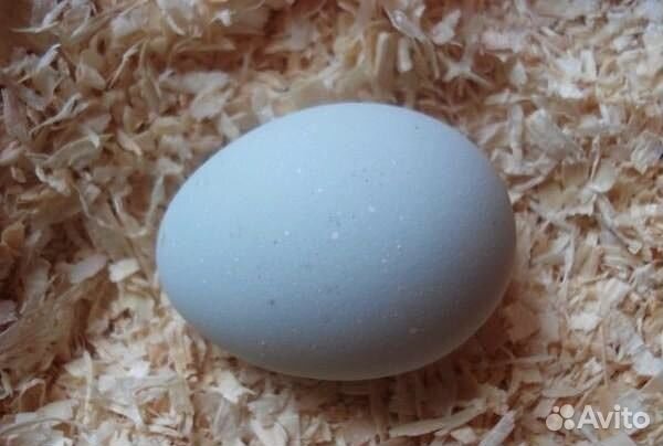 Продам инкубационное яйцо, породы Легбар купить на Зозу.ру - фотография № 1