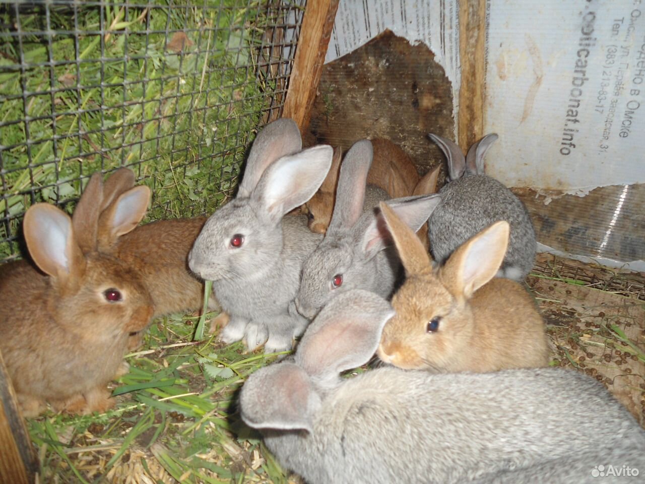 недвижимость в карасуке. красносельск карасукский район. карасук ул ландика 56. авито карасук животные. авито карасук животные.