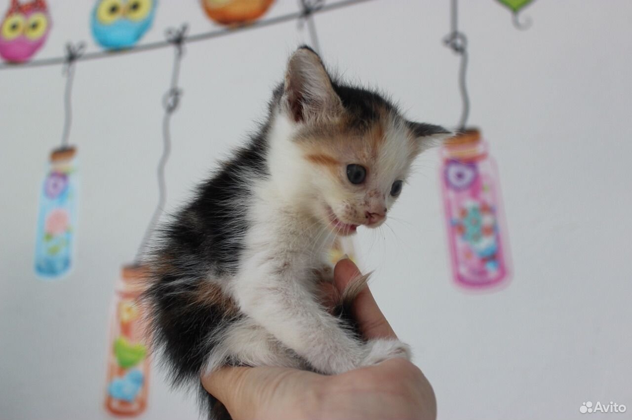 Котята, родились 8 апреля купить на Зозу.ру - фотография № 4