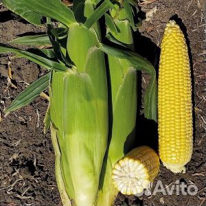 Семена кукурузы Аргос купить на Зозу.ру - фотография № 1
