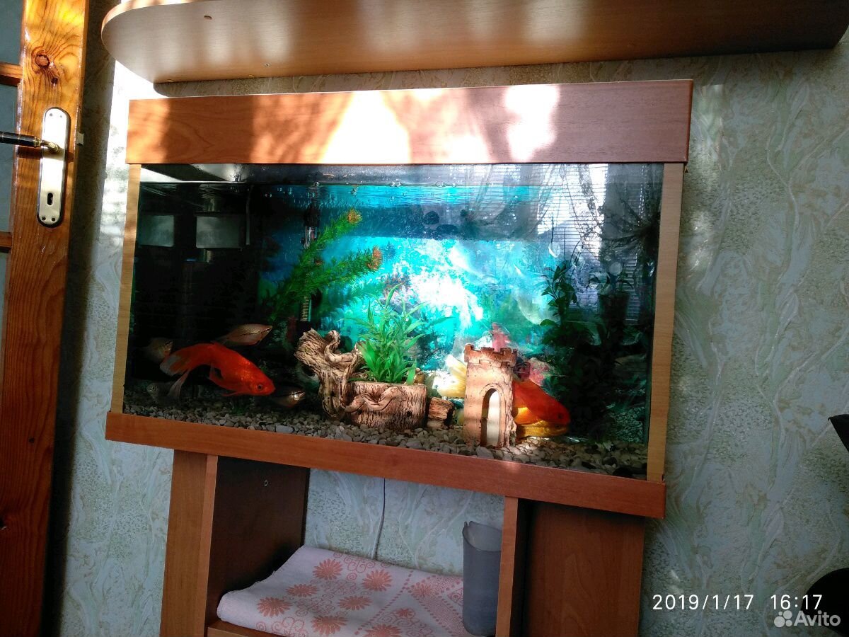 Продам аквариум вместе с рыбками и весь инвентарь купить на Зозу.ру - фотография № 3