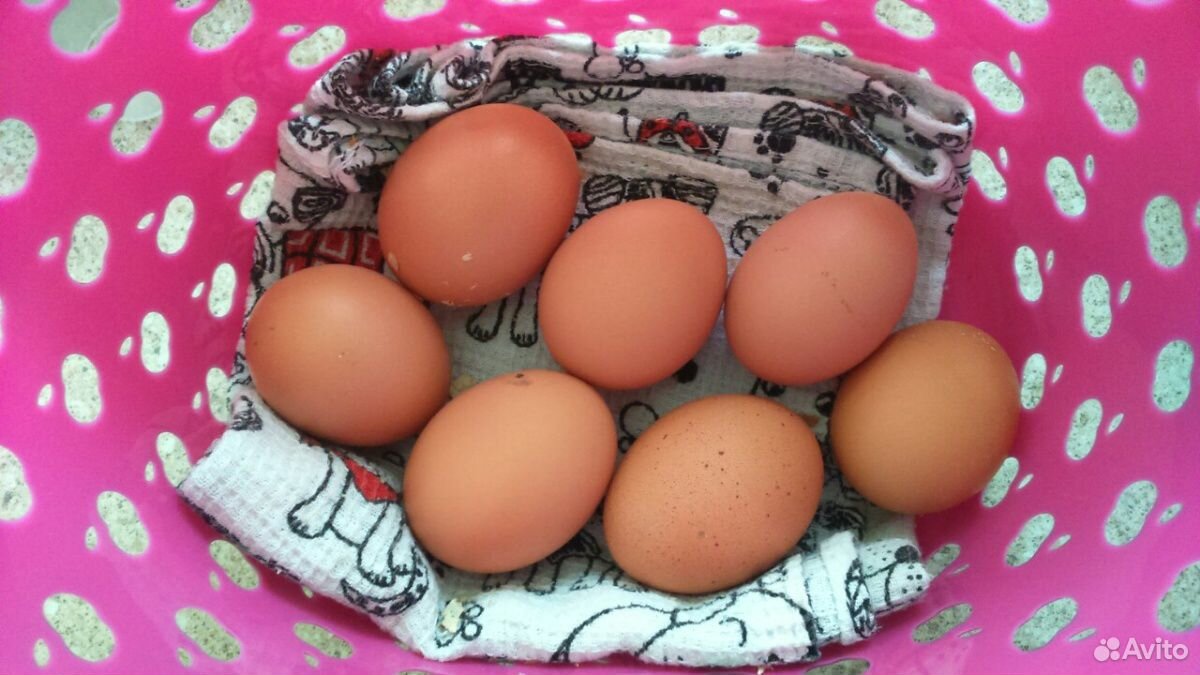 Яйцо свойское купить на Зозу.ру - фотография № 1
