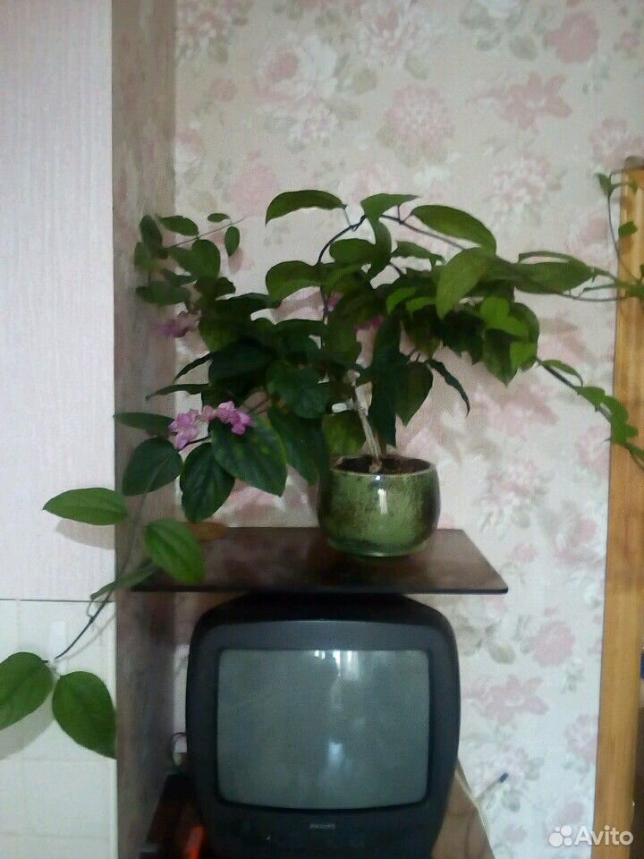 Цветущая лиана. 4 месяца купить на Зозу.ру - фотография № 1
