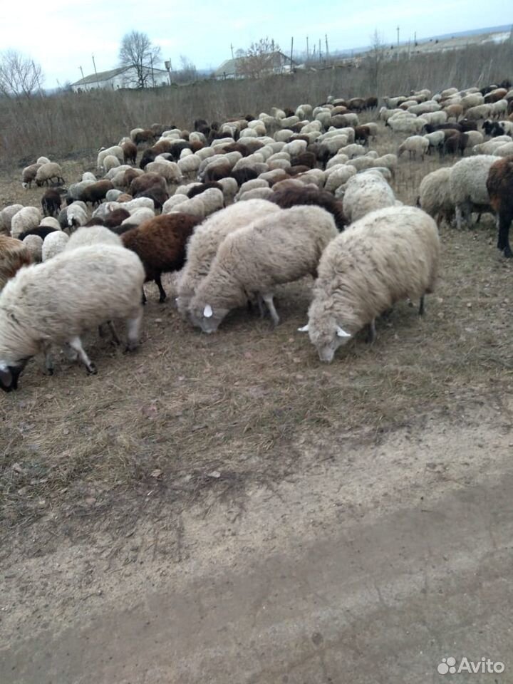 Овцы купить на Зозу.ру - фотография № 1