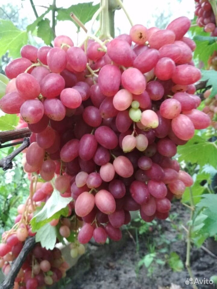 Саженцы столового винограда разных сортов купить на Зозу.ру - фотография № 4