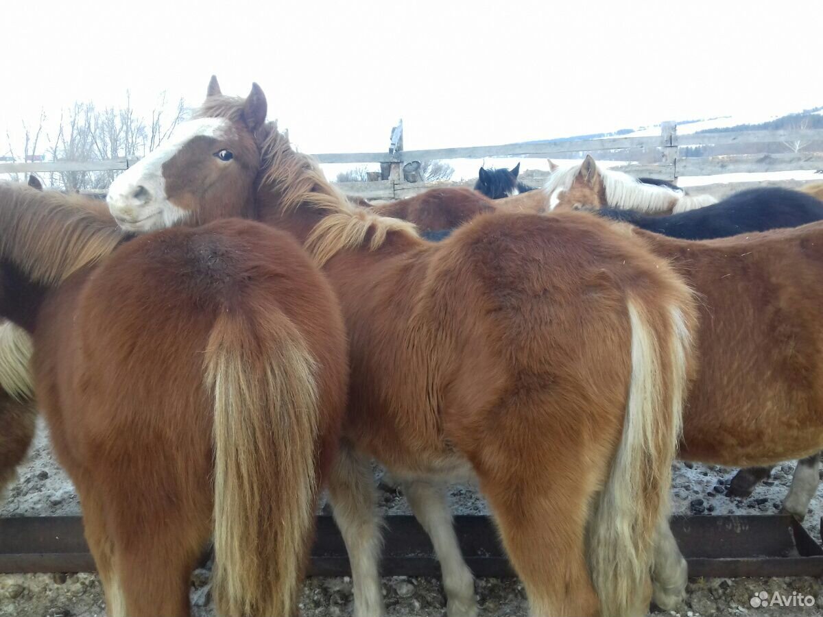 Молодняк лошадей 2019 года купить на Зозу.ру - фотография № 1