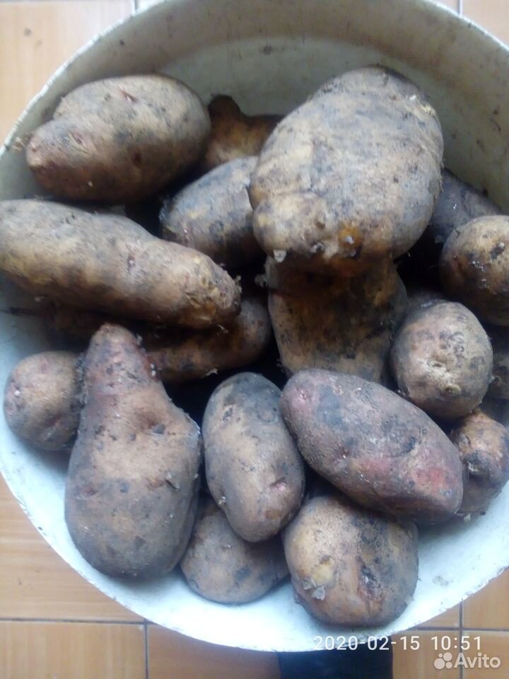 Картофель крупный на еду, семена купить на Зозу.ру - фотография № 2