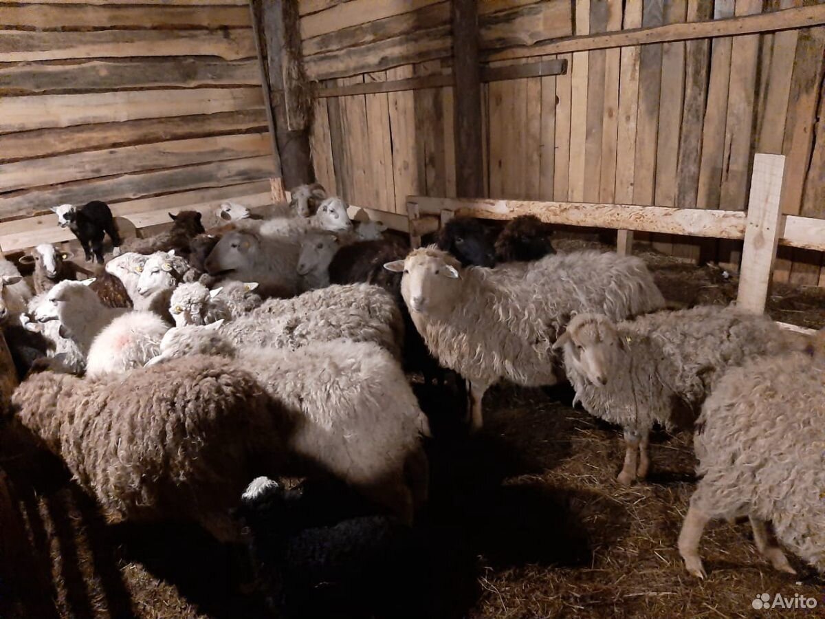 Баран и овцы купить на Зозу.ру - фотография № 5