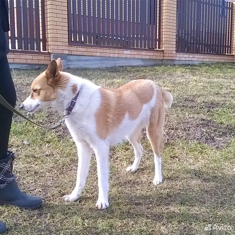 Собачка-рыжик Василиса, стерилизованная купить на Зозу.ру - фотография № 5