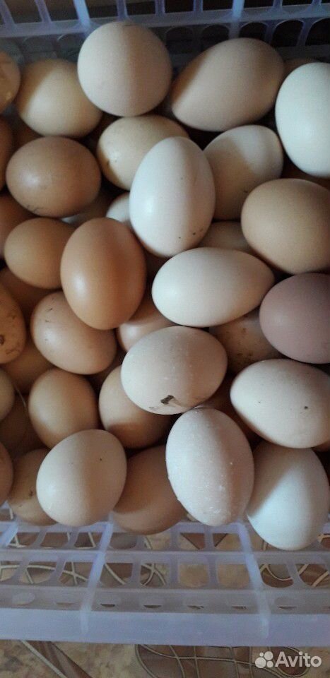 Продам домашнее свежее яйцо купить на Зозу.ру - фотография № 1