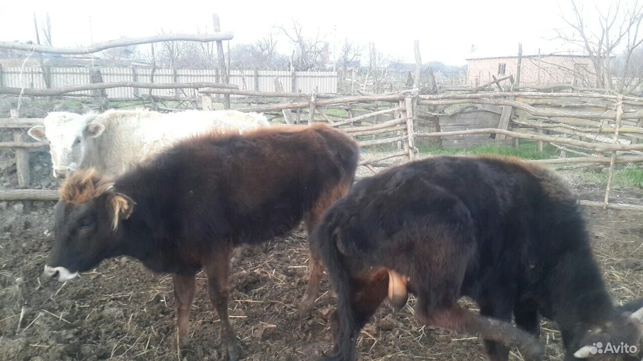 2 быка и тёлка купить на Зозу.ру - фотография № 4