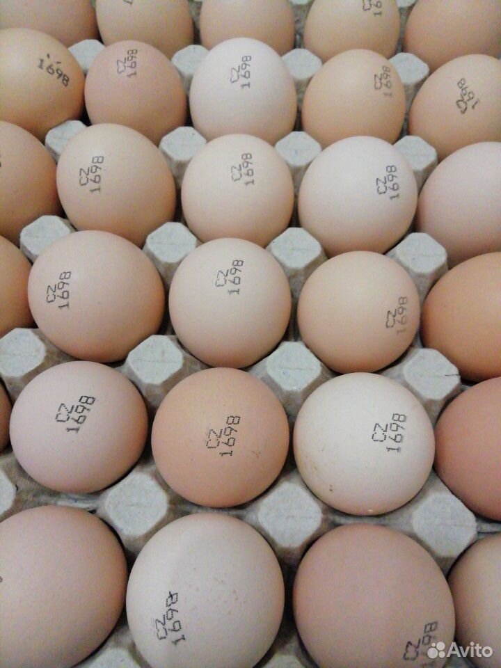 Инкубационное яйцо Кобб 500 (Чехия) купить на Зозу.ру - фотография № 1