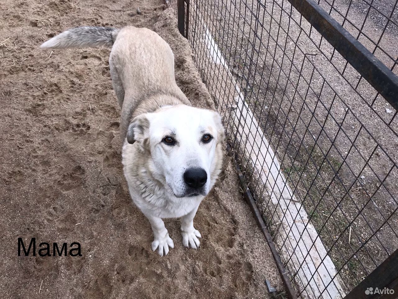 Собаки смоленск