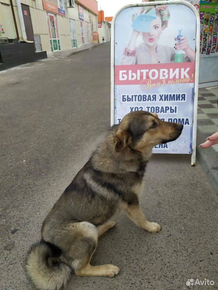 Пёсик купить на Зозу.ру - фотография № 4