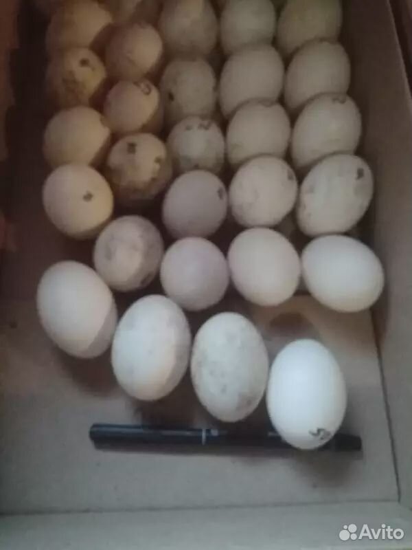 Инкубационные яйца гусиные и утиные купить на Зозу.ру - фотография № 1