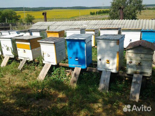 Продаются пчелосемьи купить на Зозу.ру - фотография № 4