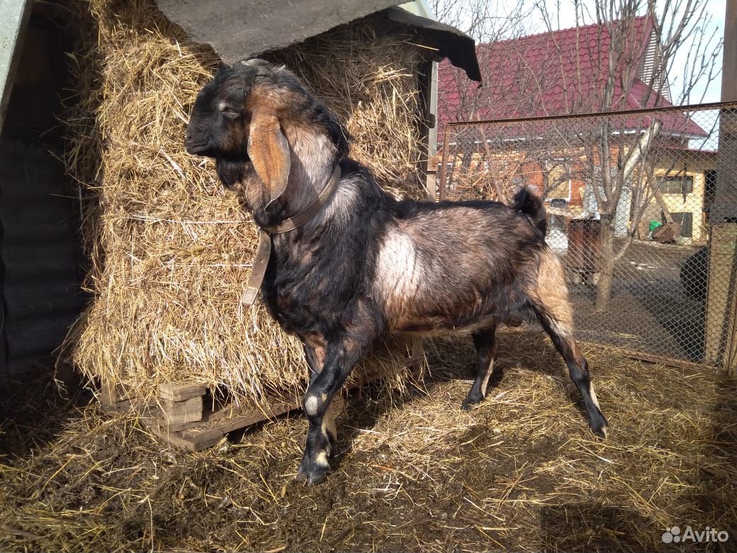 Продается нубийский козел купить на Зозу.ру - фотография № 1