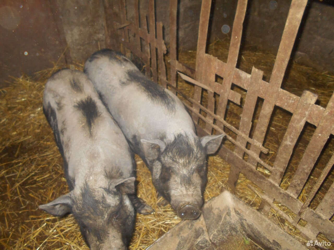 Поросята и свиньи купить на Зозу.ру - фотография № 6