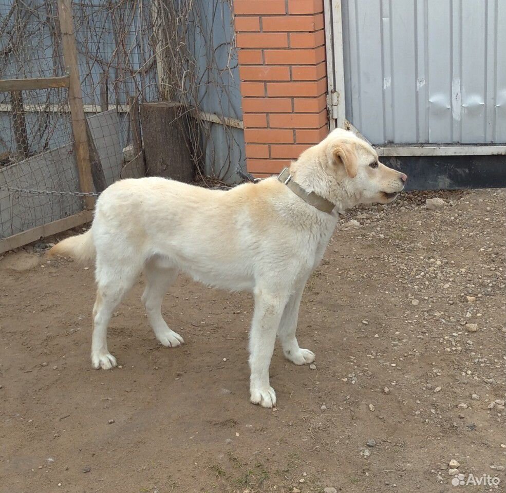 Продам собаку купить на Зозу.ру - фотография № 1