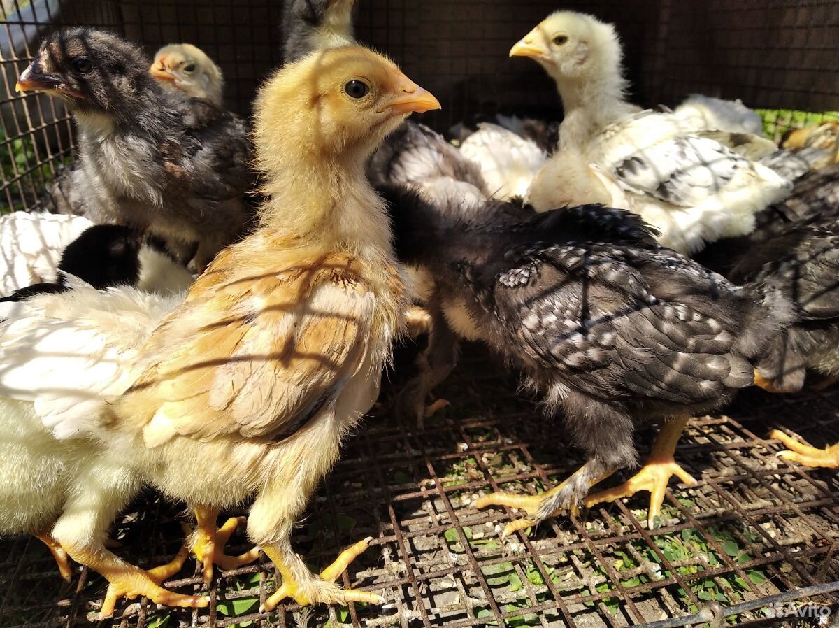 Купить цыплят в калининградской области. Цыплята домашние. Цыплята домашние порода. Продаются домашние цыплята. Цыплята домашние фото.