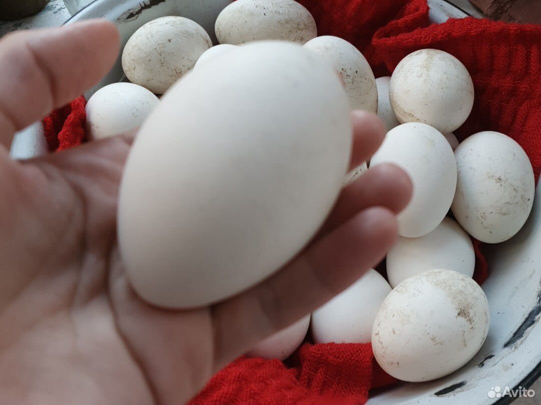 Гусиные яйца для инкубатора купить на Зозу.ру - фотография № 1
