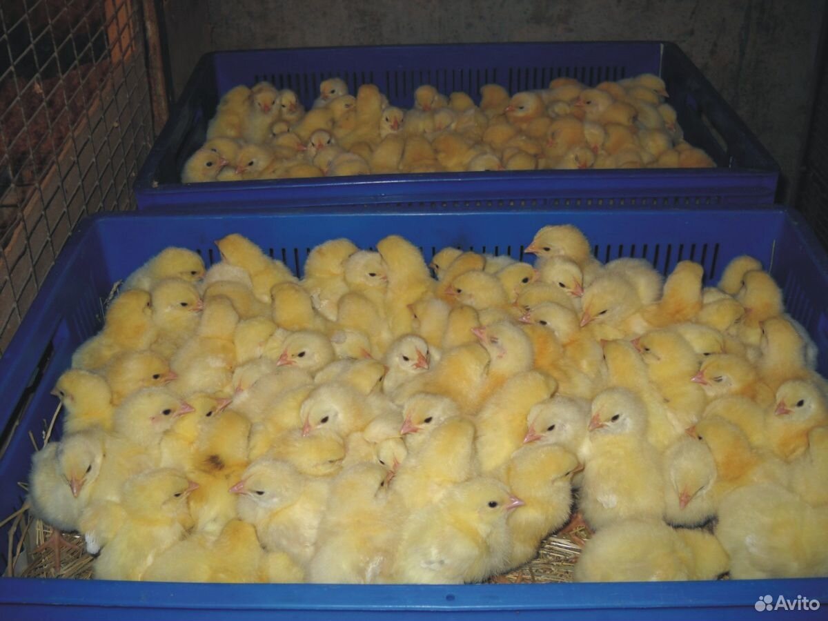 Цыплята бройлерные, утята, гусята купить на Зозу.ру - фотография № 4