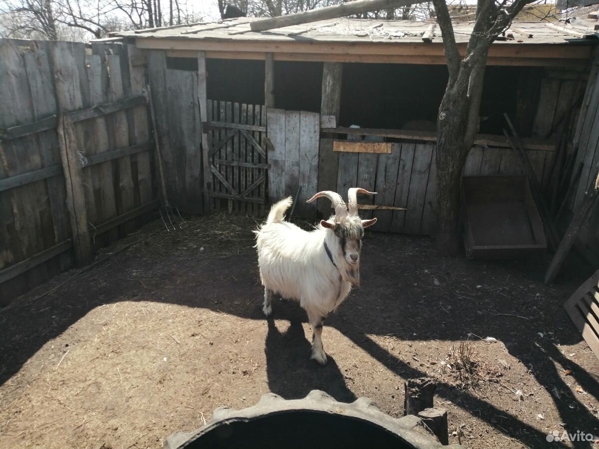 Продам полуторагодовалого козла на племя купить на Зозу.ру - фотография № 4