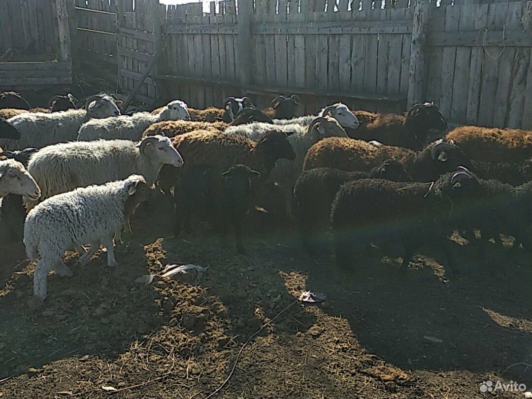 Овцы с ягненок купить на Зозу.ру - фотография № 2