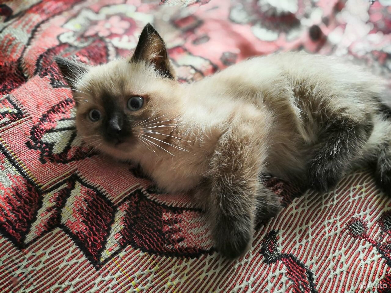 отдам котенка в добрые руки самара. котята в хорошие руки бесплатно. отдам котят в добрые руки в рубцовске. котята воронеж. отдам котят в хорошие руки горняк.