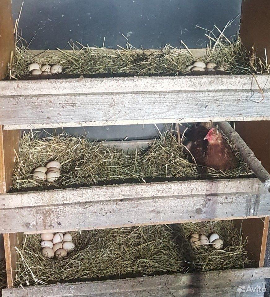 Цыплята и инкубационное яйцо купить на Зозу.ру - фотография № 5