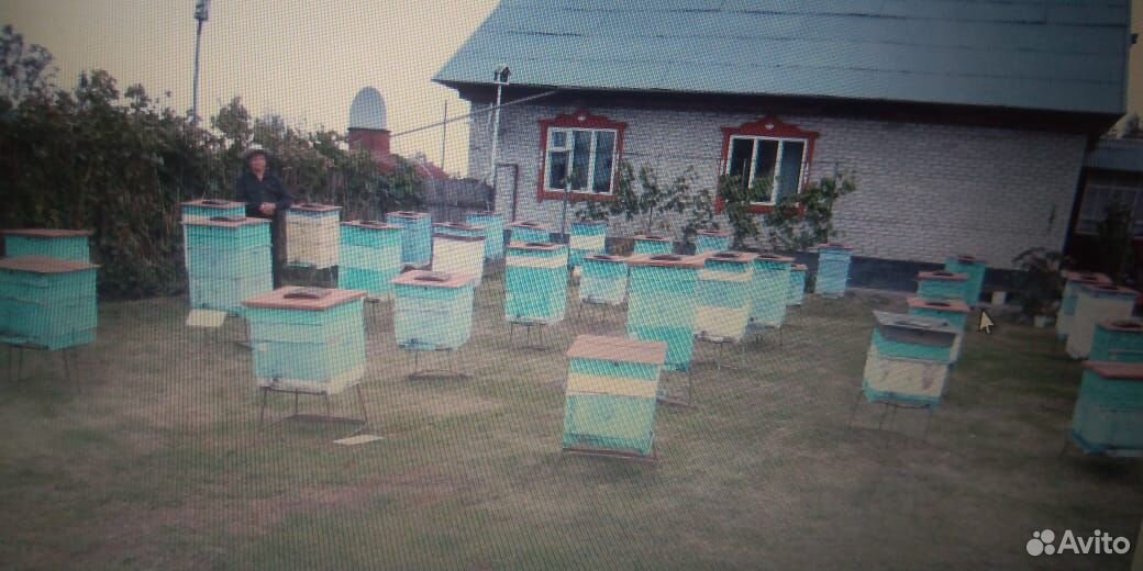 Продаю пчел, пчелопакеты, пчелосемьи купить на Зозу.ру - фотография № 2