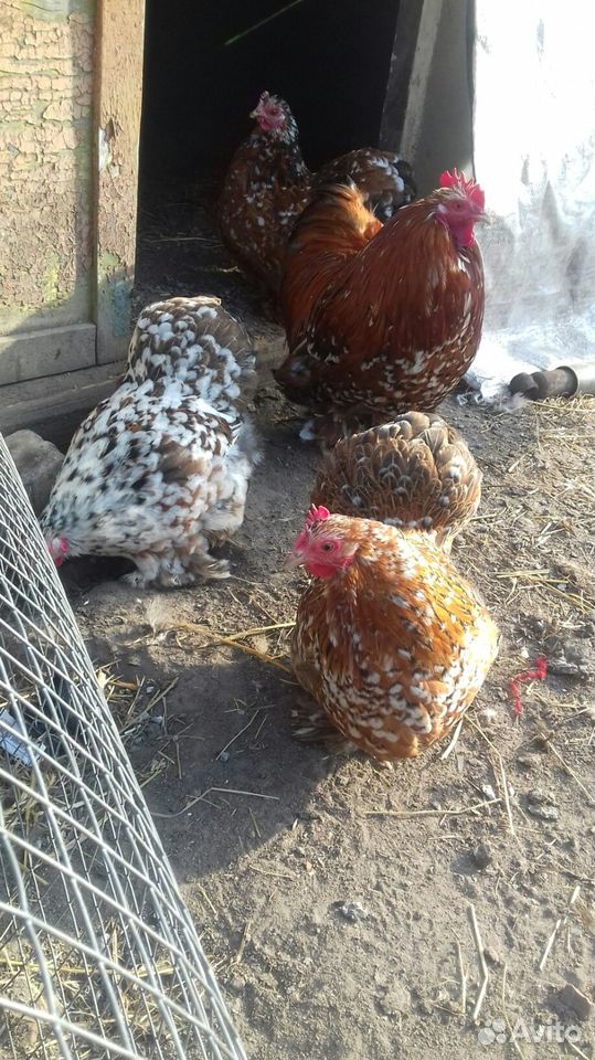 Инкубационные яйца породистых курей купить на Зозу.ру - фотография № 1
