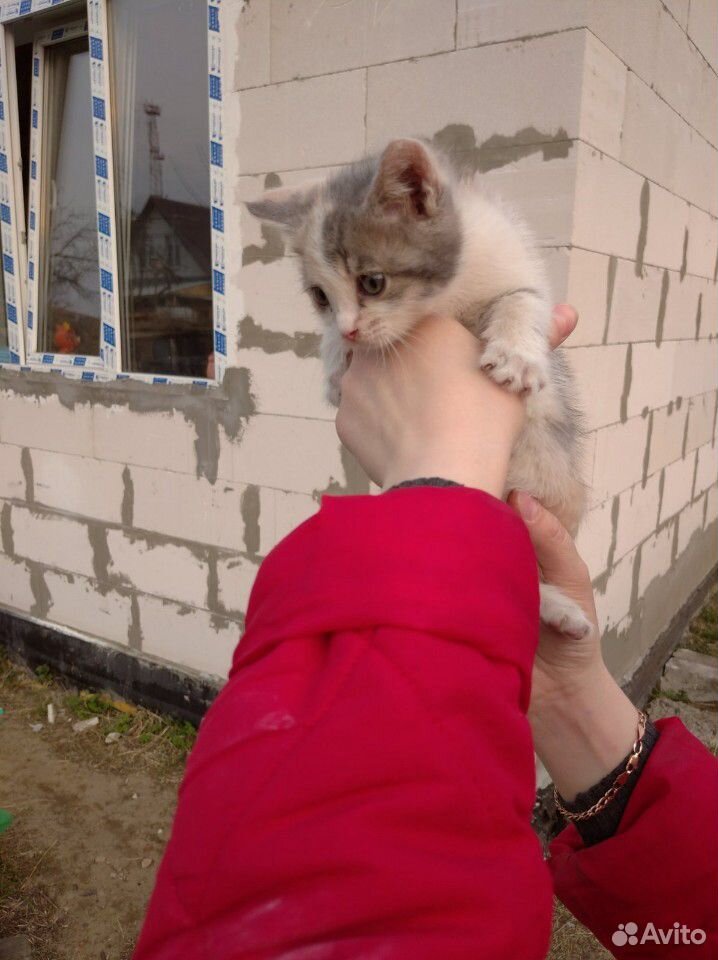 Кот и Кошка купить на Зозу.ру - фотография № 7