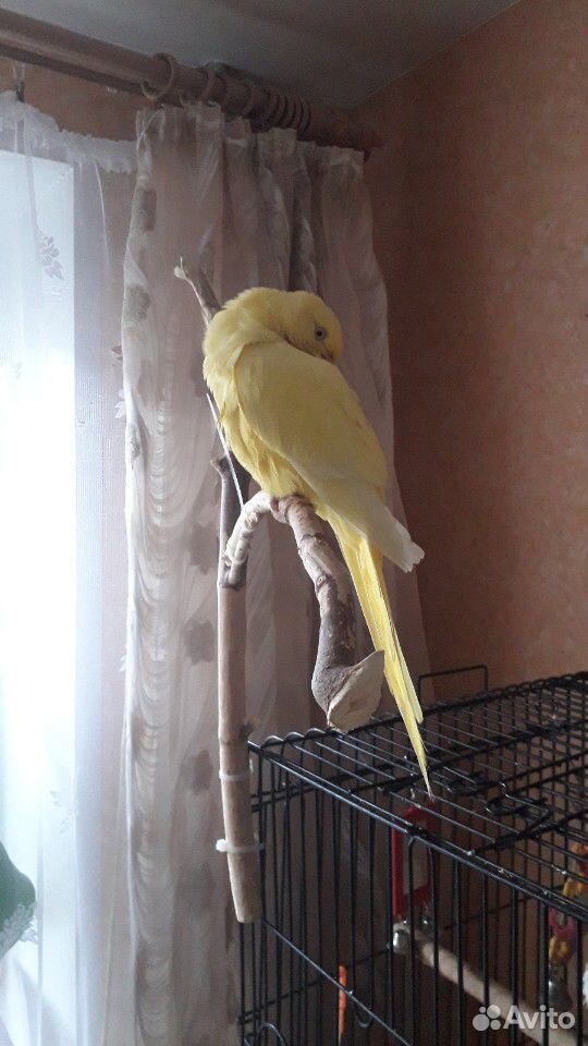 Ожереловый попугай(самочка) жёлтая купить на Зозу.ру - фотография № 5