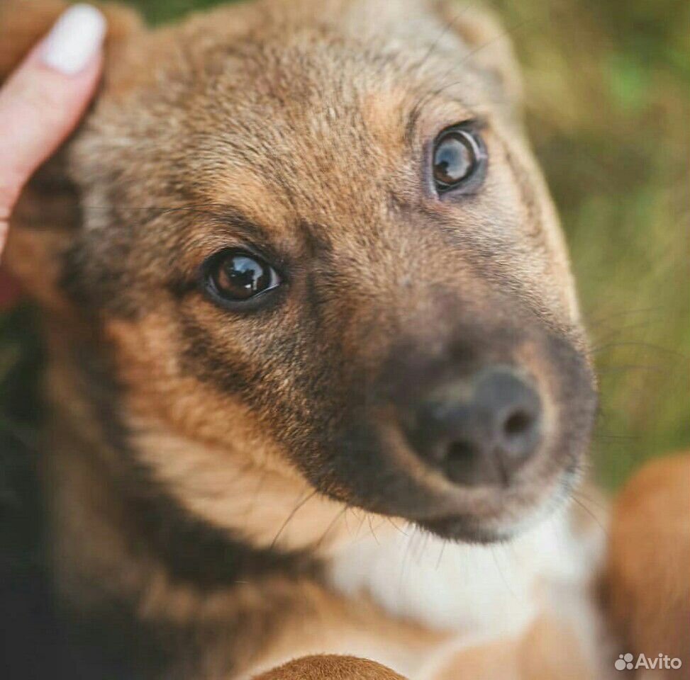 Собака, щенок купить на Зозу.ру - фотография № 2