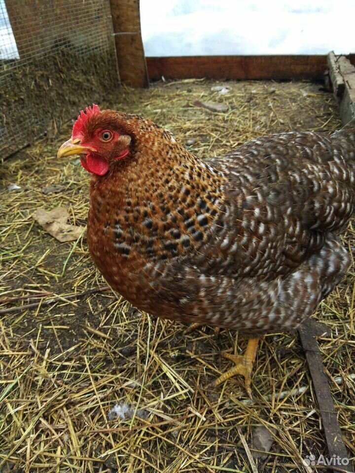 Инкубационное яйцо породистых кур купить на Зозу.ру - фотография № 4