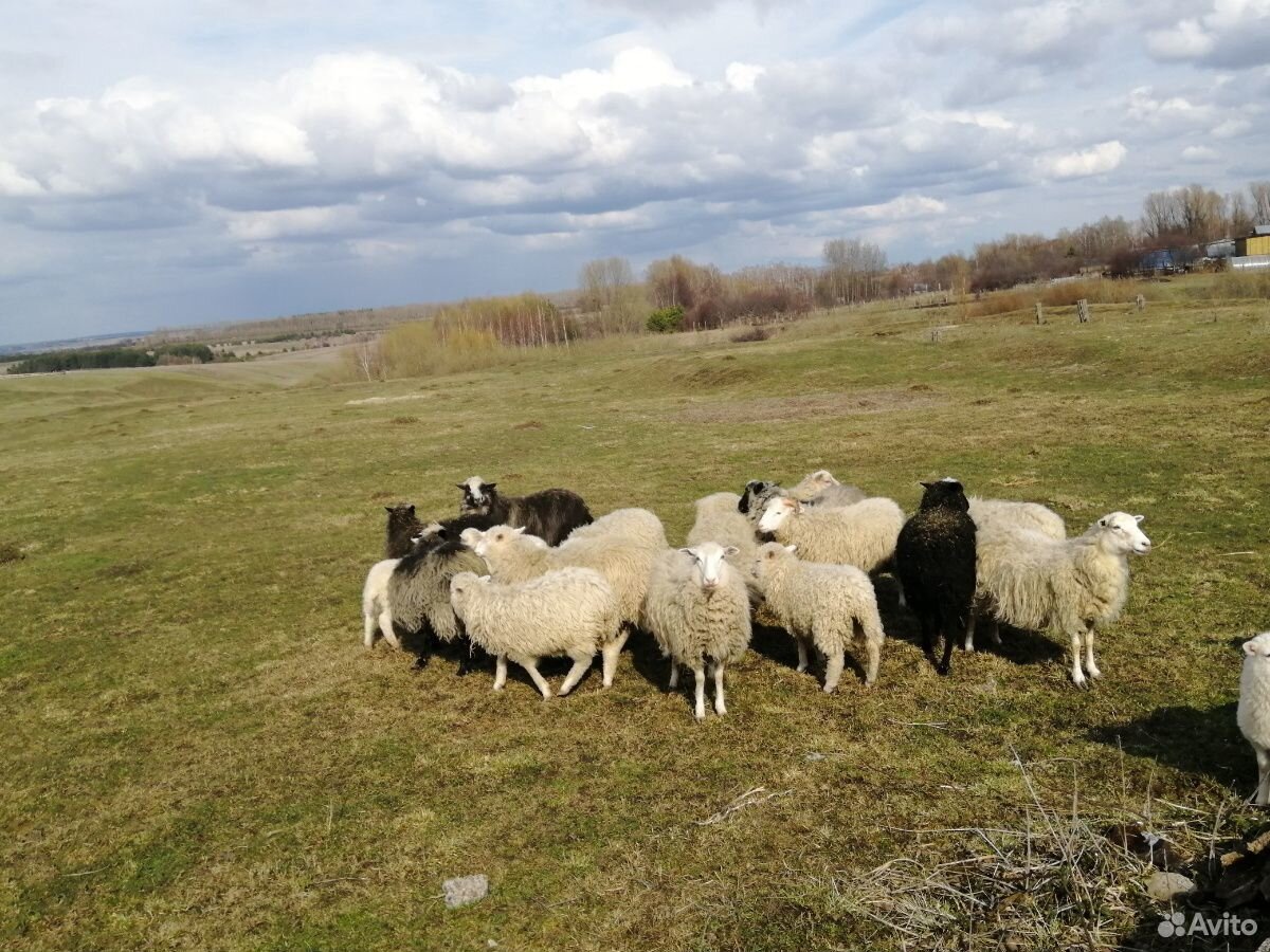 Продаю овец купить на Зозу.ру - фотография № 8