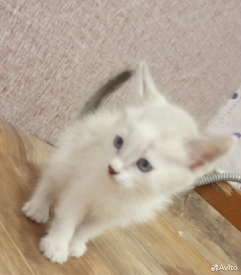 Отдадим котят бесплатно родились 13 марта купить на Зозу.ру - фотография № 3