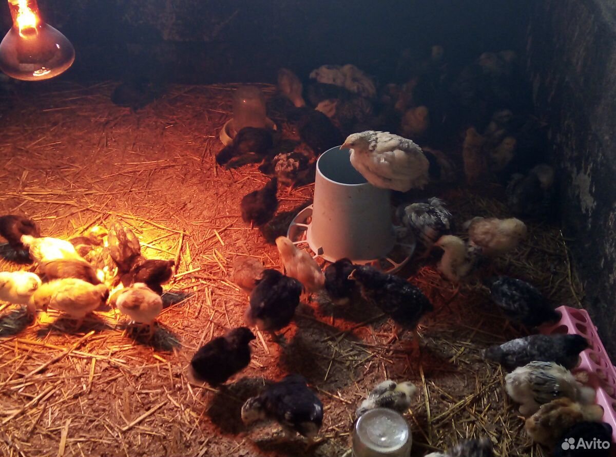 Цыплята домашние, яйцо купить на Зозу.ру - фотография № 6